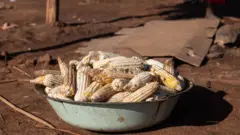 Kungiyar manoman masarar ta ce tana son ganin ta fara fitar da masarar zuwa kasashen waje nan da dan lokaci kadan