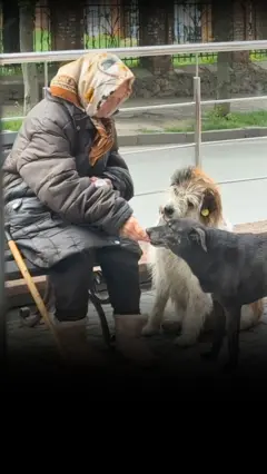 Бабуся годує собак