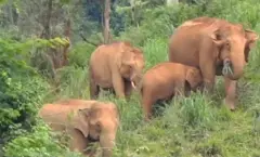 நீலகிரி, கூடலூர், யானை - மனித மோதல்
