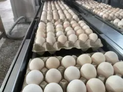 Ишкер: Тоогубуз жегенин актабай калды. Айла жок четинен союп жатабыз...