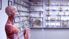 一個房間裡陳列著人體骨骼和器官模型，架子上擺滿了人體標本
