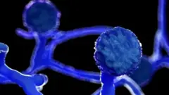 બ્લૅક ફંગસની પ્રતીકાત્મક તસવીર