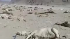 गधे