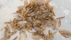 ஈசல்கள் மழை நேரத்தில் மட்டும் வருவது ஏன்? அவற்றை உணவாகச் சாப்பிடுவது நல்லதா?