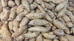 Picture of sweet potato