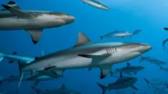 Grupo de tubarões-cinzentos-dos-recifes e tubarões-de-pontas-negras-do-recife nadando no Taiti, na Polinésia Francesa