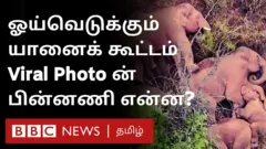 யானை