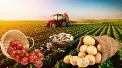 kənd təsərrüfatı məhsulları