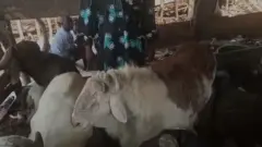 Rago a kasuwar alaba
