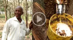 Rubber Plantation in Imo state