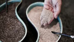 Mão mostra sementes de chia retiradas de recipientes plásticos para a câmera