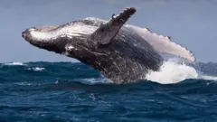 Whale