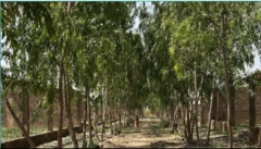 Kwararowar Hamada