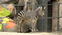 서울 어린이대공원 방사장에 있는 얼룩말 '세로'의 모습