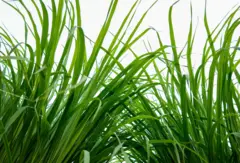 La citronnelle ou cymbopogon citratus aux tiges et feuilles aux qualités aromatisées