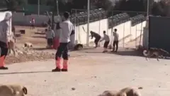 Konya'da köpeklere şiddet görüntüleri