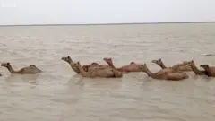 Camelos andam sobre a água