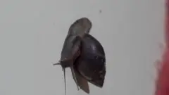 snail