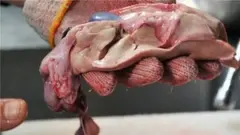 Mpishi wa samaki huyo anapata kupata mafunzo ya muda mrefu ili kuwa na utaalamu wa kuondoa viungo vyenye sumu kwenye samaki