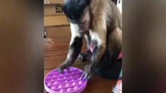 Gaitlyn Rae plays with a pop-it toy