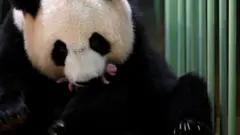 旅法大熊貓歡歡和它的新生寶寶