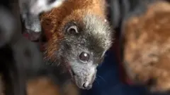 Кажан, летюча лисиця