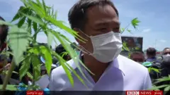 تايلنډ کې چرس