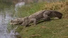 મગર