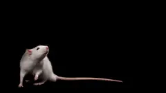 Pesquisa com ratos colocados em situação de risco de afogamento mostrou que esperança pode fazer a diferença em luta por sobrevivência.