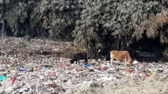 फोहरमैलामा चौपाया