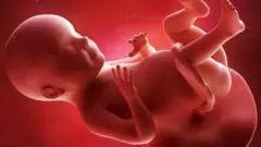 ọmọ inu alaboyun kan