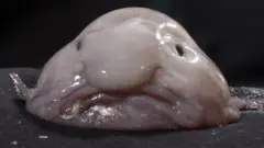blob fish