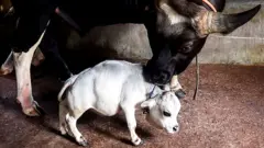 रानी एक और गाय के साथ