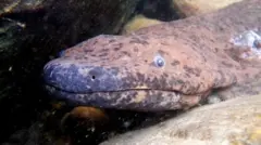 Salamander raksasa