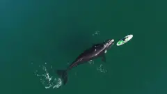 Ballena en Puerto Madryn