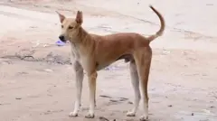 પૈસાદાર શ્વાન