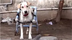 కుక్కకు వీల్ చైర్
