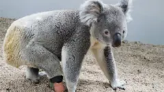 오른쪽 뒷발이 없이 태어난 코알라 트라이엄프가 의족을 끼고 걷는 모습