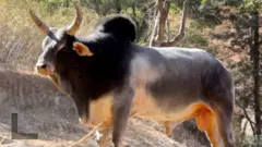 सांड