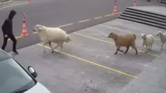 معز وخاروف وضأنين يهاجمون شخصا