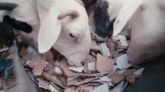 Ubushuhe muri Mauritania