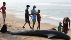 ၄ ကောင်သာ သေဆုံးခဲ့၊ ကျန် ဝေလငါး အားလုံးကို ကယ်ဆယ်နိုင်ခဲ့