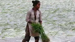 ખેતી