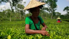 চা শ্রমিক।