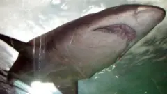 Shark