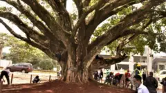 Igiti cyari kigiye gutemwa