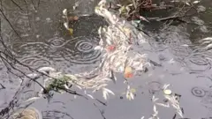 pomor ribe u Peku