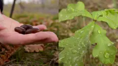 Я саджаю дуби. Чи стане Україна дібровою?