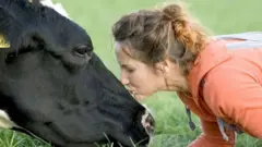 गायी