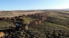 Kars
